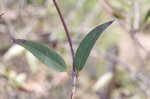 Yellow jessamine